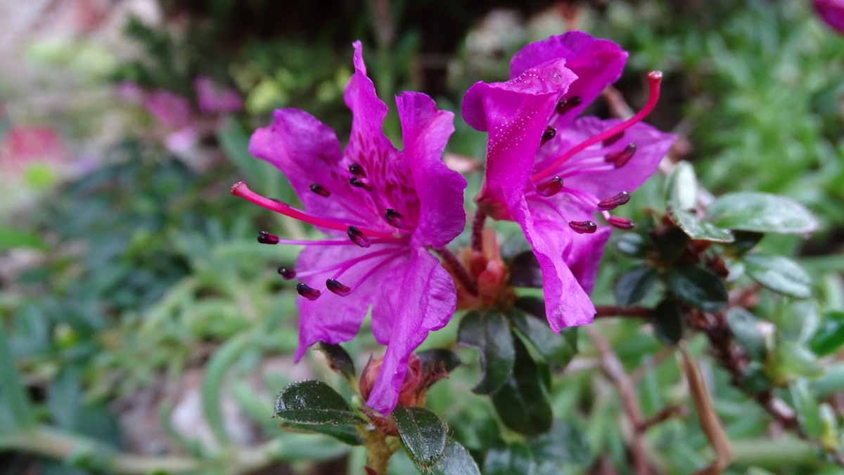 R. saluenense ssp. chameunum